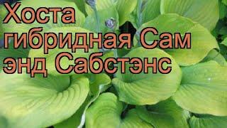 Хоста гибридная Сам энд Сабстэнс (hosta)  обзор: как сажать, рассада хосты Сам энд Сабстэнс