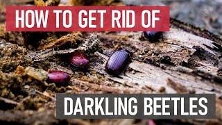 How to Get Rid of Darkling Beetles [DIY Pest Control]