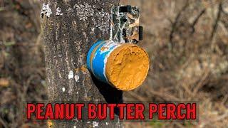 Leaving a JAR OF PEANUT BUTTER on a tree in the Woods. Heres what happens! Trail Camera