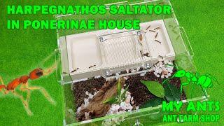 Ant Farm for Harpegnathos Saltator (formicarium/nest for ants)