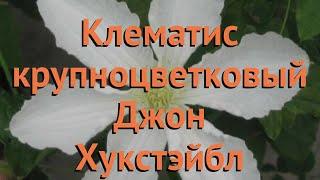 Клематис крупноцветковый Джон Хукстэйбл  обзор: как сажать, саженцы клематиса Джон Хукстэйбл