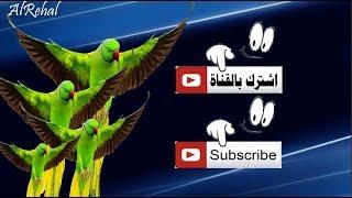 الرحال علوم وترفية الرحال Alrehal