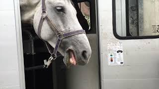 TOURING HORSES