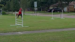 RHODESIAN RIDGEBACK AGILITY TRAINING