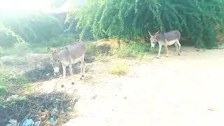 Male Donkey Mating With female Donkey ||First time Mating donkey