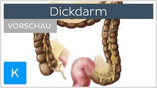 Dickdarm (Vorschau) - Anatomie des Menschen | Kenhub