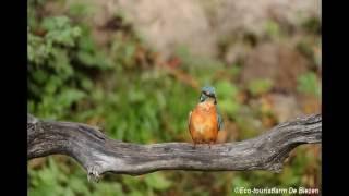 Herfstkamperen  Natuurkampeerterrein De Biezen