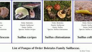 Fungus of Order Boletales Family Suillaceae suillus americanus intermedius pungens variegatus