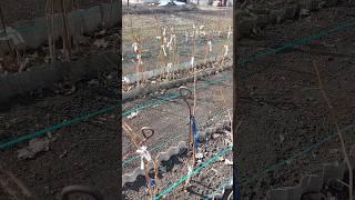 #дачныйсезон #жизньвдеревне #жизньзагородом