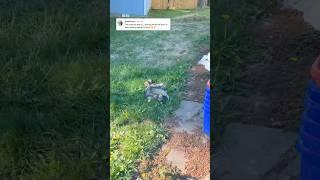 Our customer said, “This helps me breathe again.“#petipoki #petlover #petloss #raccoon