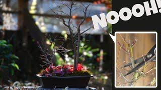 Avoid These Mistakes: Japanese Maple Bonsai Winter Pruning