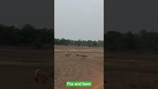 fox and fawn in jungle #forest #fox #shorts #viral #short