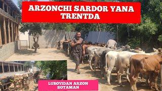 ARZONCHI SARDORNI SIFAT VA ARZON BUQACHALARGA ULGURIB QOLING