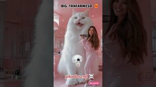 cat cheng cat  Big tanfarmesan video #trending #attitude #motivation #animals #subscribe #funny