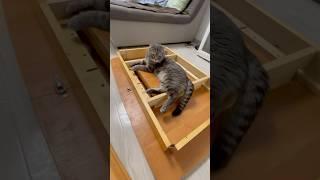 Кот и стол #котик #youtube #cat #shorts