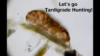 Let's Go Tardigrade Hunting! | Instructions, Tips & Tricks for Isolating Tardigrades