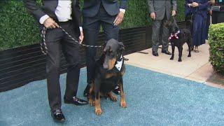 Protesters gather outside SD Humane Society's largest fundraiser of the year