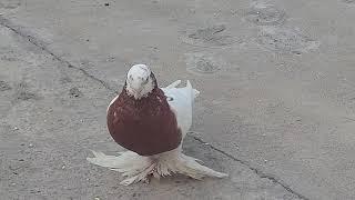 #pigeon Самаркандские бойные голуби. Капкан-чинни , сафед