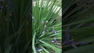 Small Iris flowers