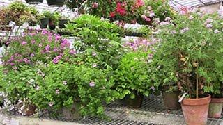 The Many Fragrances of Scented Geraniums