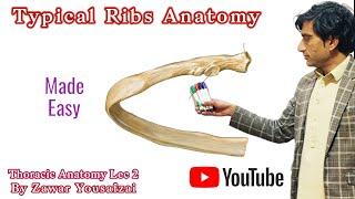 Typical Ribs anatomy. Thoracic anatomy lec 2 by zawar yousafzai. medexplora. #Ribs #thorax