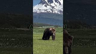 Joe Rogan on Grizz vs Croc