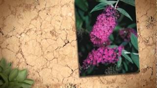 Looking to Buy Ferns for Sale? Plant Delights Nursery, Inc. Offers a Wide Selection