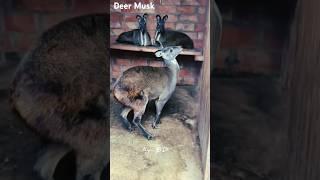 Satisfying deer musk collection #musk #deer #farming #deerfarm #deermusk #shorts #satisfying #short