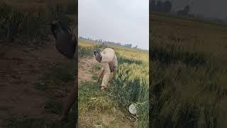 Jia Mier Funny. Interesting and humorous rural stories. Bring positive things to you every day #883