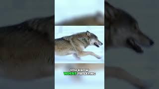 Are There Wolves in Utah? The Truth Revealed