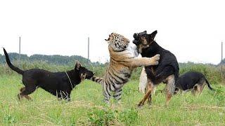 Big dog vs tiger real dangerous fight