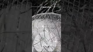 Philipp Stoya - Triffreka - Silberstreif/en - Live At Robert Johnson