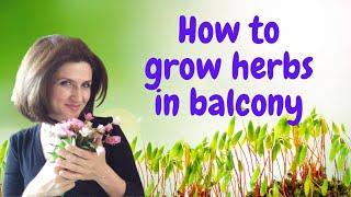 Easy way to grow herbs in your balcony. #herbs #gardening #gardeninginbalcony #parsley #cilantro