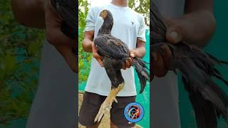 Normal skin #shortsvideo #shortsviral #viralshorts #bhupesh aseel