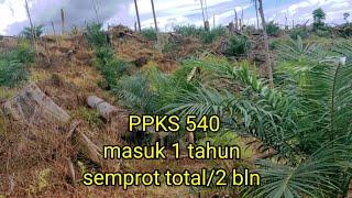 ppks 540 pembersihan total