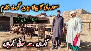 Modern Goat Farm Of Samundri - Goat Farming Buisness in Pakistan - Farhan Gujjar Goat Farm