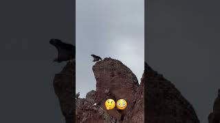 Guess name of this wild bird  #comment #cats #conservative #reels