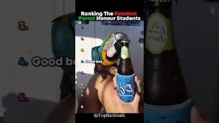 Ranking The Funniest Parrot Honour Students  #parrot #shorts