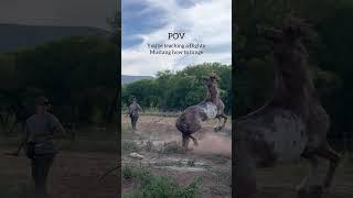Gotta get the round pen up ASAP….  #mustangtaming #problemhorses  #horseownership #projecthorse