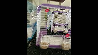 #ytdayibenionecikarnolur #parrot #butifyoucloseyoureyes #blackpink #haveitoldyoulatelythatiloveyou
