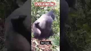 Gorilla mating in the wild