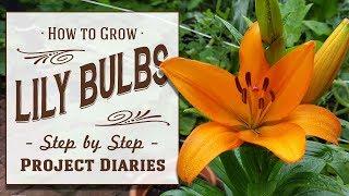  How to: Grow Lily Bulbs in Containers (A Complete Step by Step Guide)