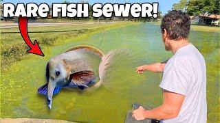 I Found a MONSTER FISH SEWER!