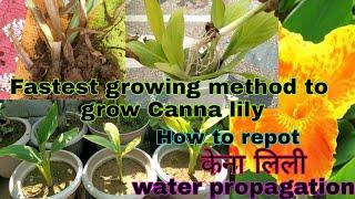 Fastest method to grow Canna lily plant |water propagation of canna lily|repot of canna lily|