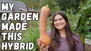 Seed Saving In The Garden | Hybrid Plants