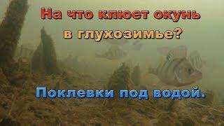 Поклевки окуня в глухозимье. Подводные съемки