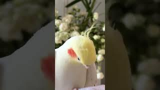 Cockatiels are the cutest comedians! Right?  #cockatielscraze #cockatiel #cutepets