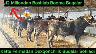 12 Millondan Boshlab Dexqondan Yemlashga Tayyor Boqma Buqalar 28-dekabr, 2024