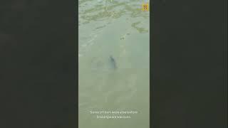 GREENLAND SHARKS LIVE OVER 500 YEARS?!  Elders of the Deep 