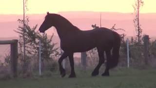 FRIESIAN STALLION  - INCREDIBLE Horse .. Gramayre Saor